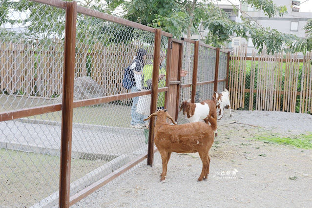 花蓮日式庭園景觀『張家的樹園』餵動物梅花鹿、草泥馬