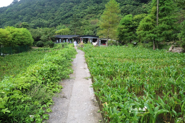 竹子湖『綠山谷海芋園餐廳』被山林環抱的賞景咖啡廳