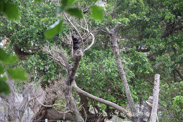 全台最老動物園『新竹動物園』全新打造沒有籠子友善動物園/新竹景點