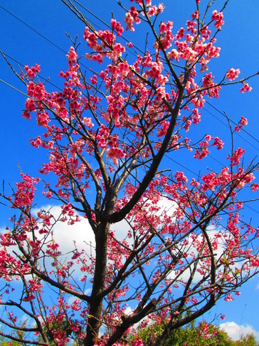 我的秘密花園&平等里賞櫻【平菁街42巷】