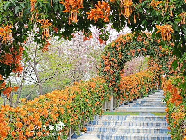 鶯歌景點『鶯歌永吉公園』炮仗花、3D步道、迴旋溜滑梯特色公園