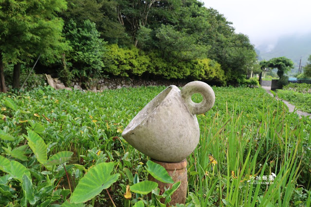 竹子湖『綠山谷海芋園餐廳』被山林環抱的賞景咖啡廳