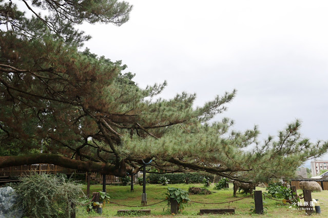 花蓮景點『松園別館』、免費景點『臥松園區』百年松林