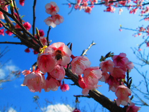 我的秘密花園&平等里賞櫻【平菁街42巷】