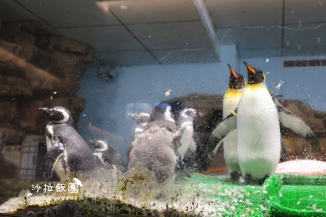 全台最頂級夜宿水族館！桃園和逸Blu Night宿海奇遇》Xpark住一晚