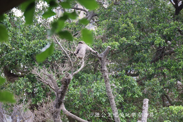 全台最老動物園『新竹動物園』全新打造沒有籠子友善動物園/新竹景點