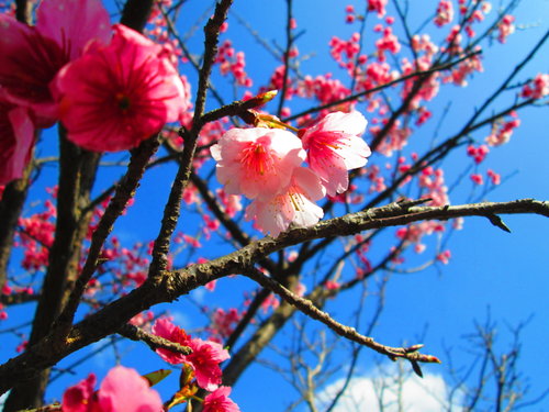 我的秘密花園&平等里賞櫻【平菁街42巷】