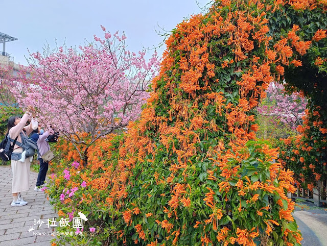 鶯歌景點『鶯歌永吉公園』炮仗花、3D步道、迴旋溜滑梯特色公園