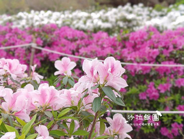 大安森林公園杜鵑花季、繡球花、鋼彈機器人