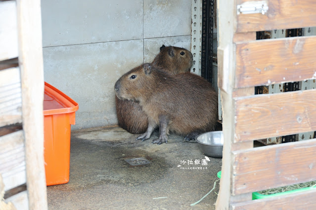 樹林美食『紅磚園邸』水豚、狐獴親子餐廳