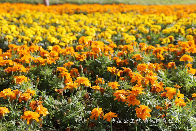 內湖景點『大溝溪親水公園』免費玩水/萬株花海捷運大湖公園站