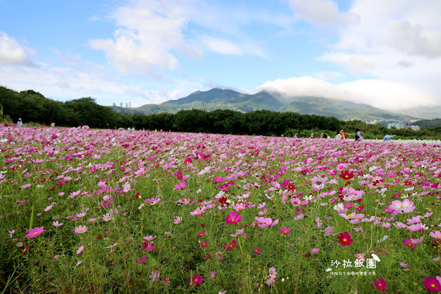 【免費入場】北投景點關渡花海2022愛戀關渡，花現幸福