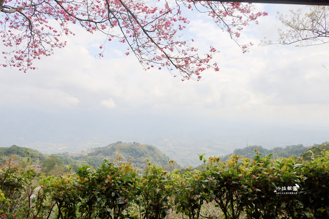 苗栗鍾鼎山林雲海景觀餐廳，人氣養生薑黃火鍋＆雲海老薑蒸足浴