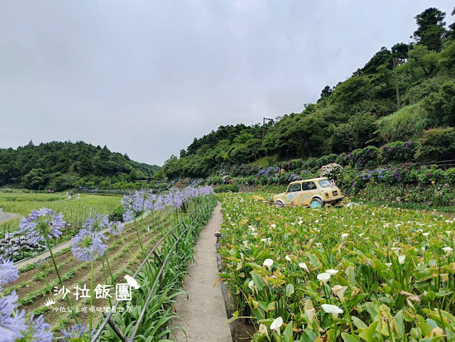 竹子湖繡球花『名陽匍休閒農莊』海芋、繡球花一起賞