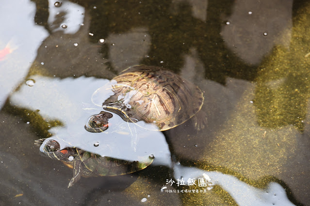 樹林美食『紅磚園邸』水豚、狐獴親子餐廳