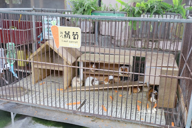 宜蘭景點『宜農牧場』門票100元、餵動物體驗、遊具、親子農場