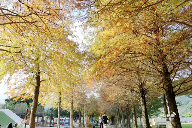 頭城景點頭城最新特色公園『頭城運動公園』宜蘭最美的共融公園、落羽松