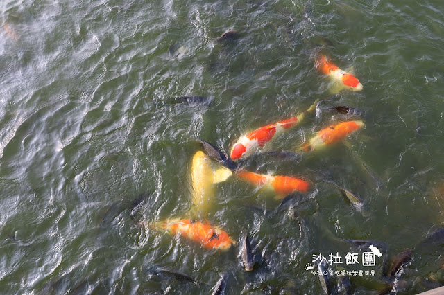 2500坪超狂親子民宿『親水89饗樂民宿』餵浣熊.溜羊.餵魚.餵兔子/大型磨石子溜滑梯/特斯拉充電站/有電梯