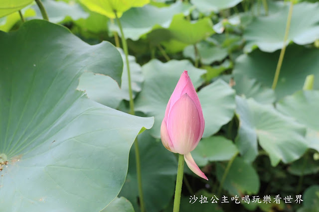 新竹竹北景點免門票『新瓦屋客家文化保存區』文青打卡景點