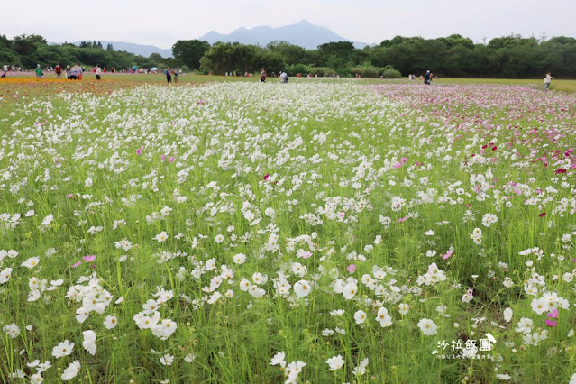 免費入場【2021愛戀關渡花現幸福】5公頃大片花海，北投景點