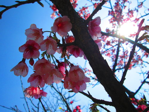 我的秘密花園&平等里賞櫻【平菁街42巷】