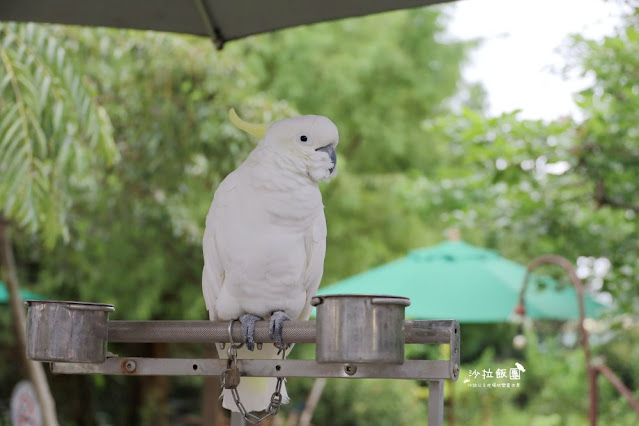 宜蘭景點『宜農牧場』門票100元、餵動物體驗、遊具、親子農場