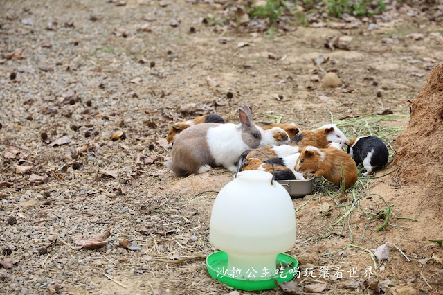 全台最老動物園『新竹動物園』全新打造沒有籠子友善動物園/新竹景點