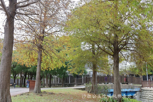 士林景點/台北人不用跑遠『士林官邸落羽松』.梅花.落羽松一起看