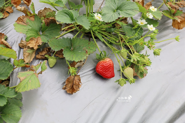 苗栗大湖草莓園推薦『最後一家得草莓園』超大奶油草莓人見人愛