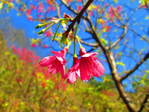 我的秘密花園&平等里賞櫻【平菁街42巷】