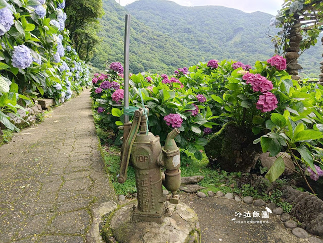 竹子湖繡球花『名陽匍休閒農莊』海芋、繡球花一起賞