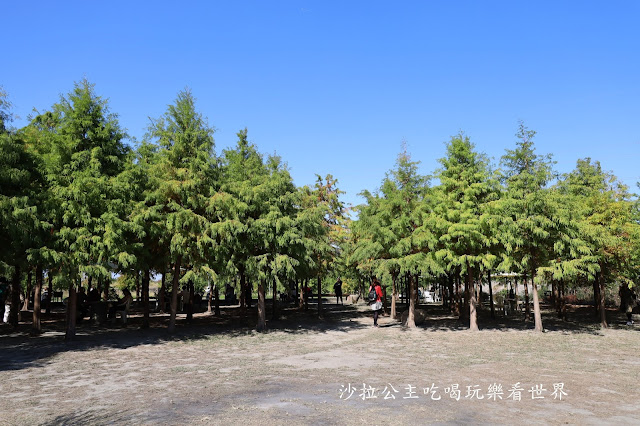 台中落羽松.后里泰安落羽松秘境『羽粼落羽松』裝置藝術像走到畫裡